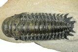 Detailed Crotalocephalina Trilobite - Atchana, Morocco #249769-3